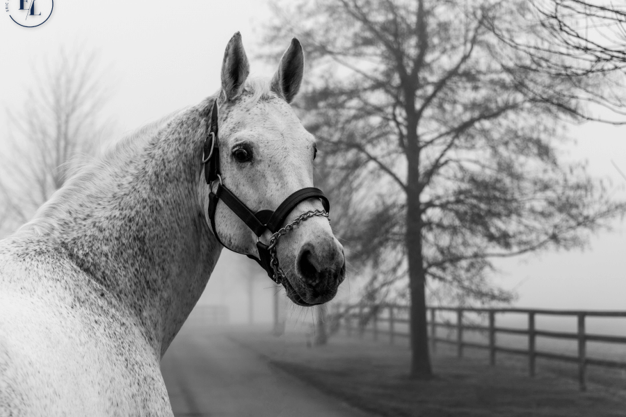Conditions Cornet du Lys