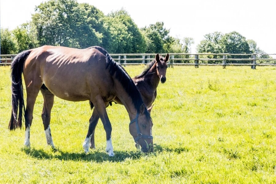 Dans les prairies...