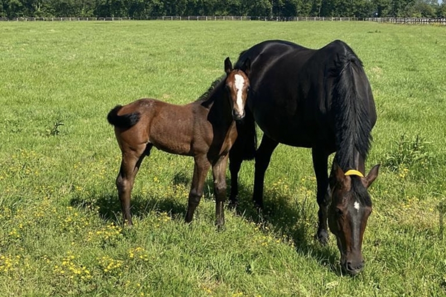 Classement des éleveurs de chevaux de sport