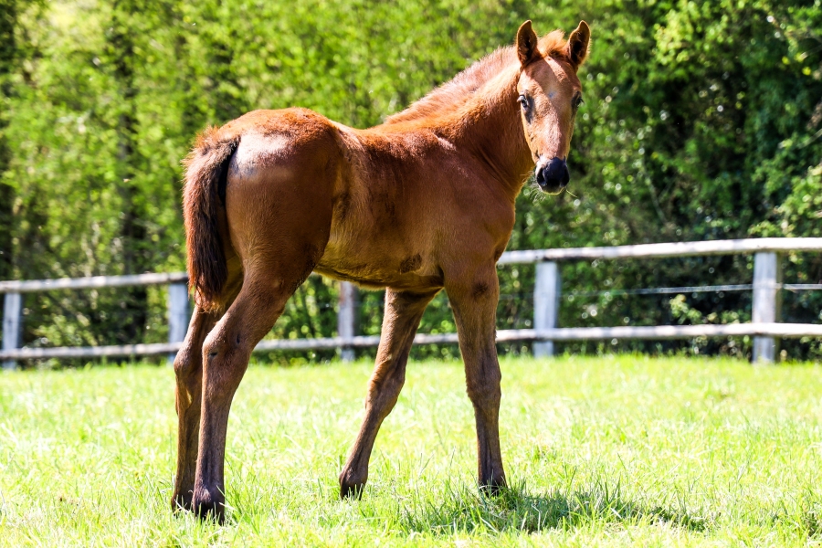 Nos Cornet du Lys 2021!