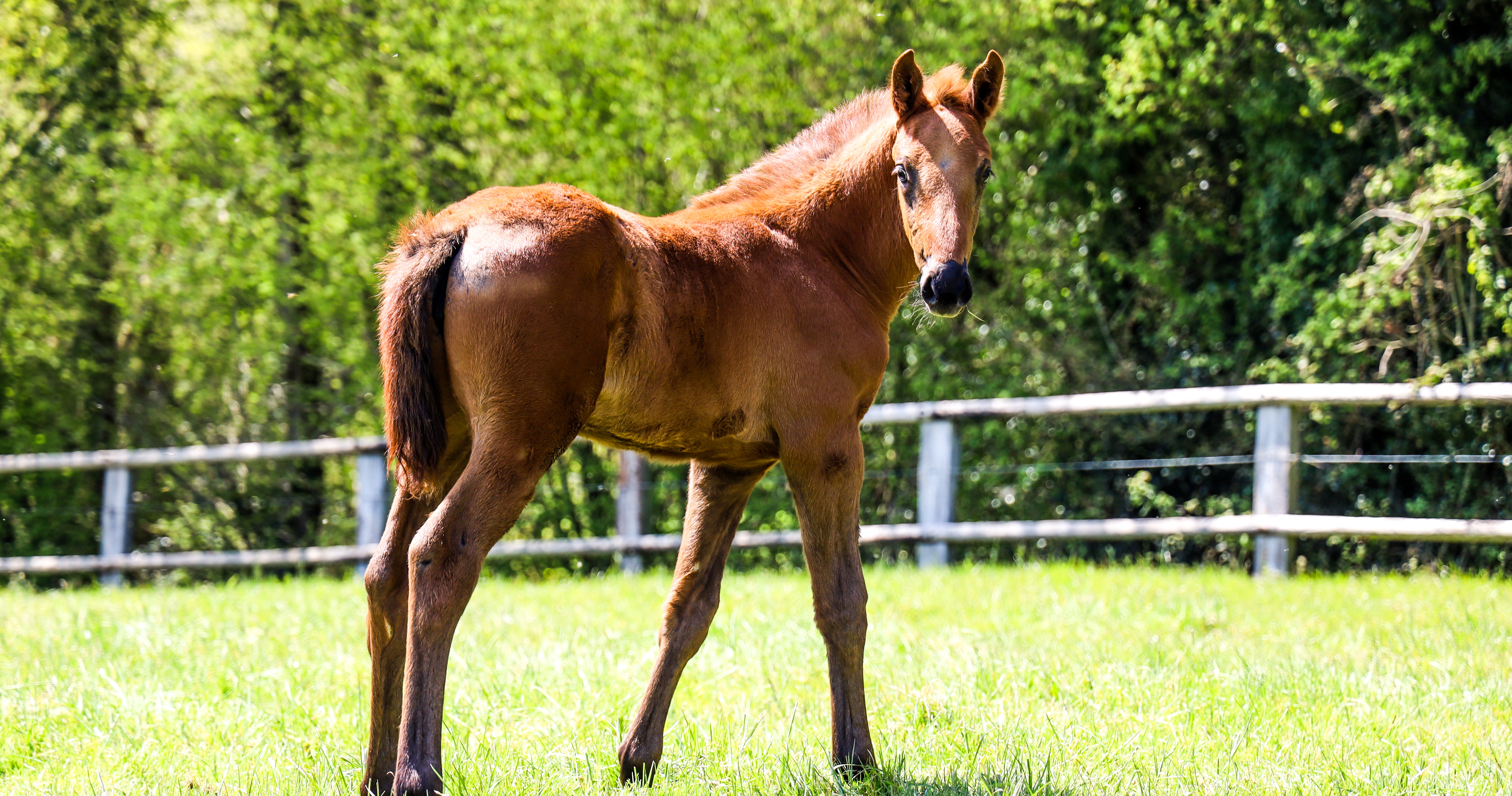 Nos du Lys 2021! Actualités
